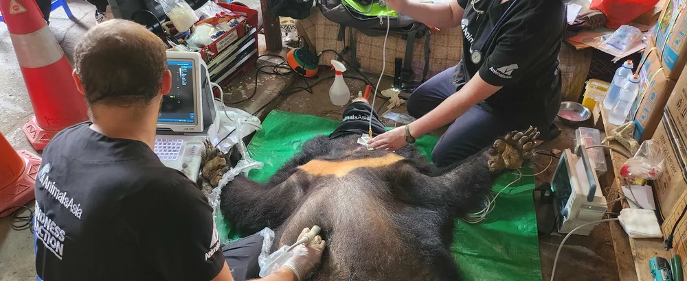 Các chuyên gia khám sức khỏe cho gấu trước khi đưa lên xe cứu hộ Các chuyên gia khám sức khỏe cho gấu trước khi đưa lên xe cứu hộ