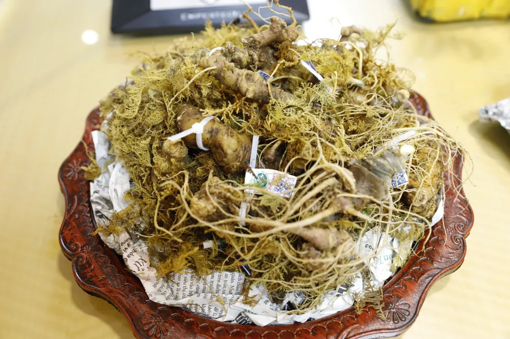 Sâm Ngọc Linh chính hiệu được trưng bày tại cuộc tọa đàm Sâm Ngọc Linh chính hiệu được trưng bày tại cuộc tọa đàm