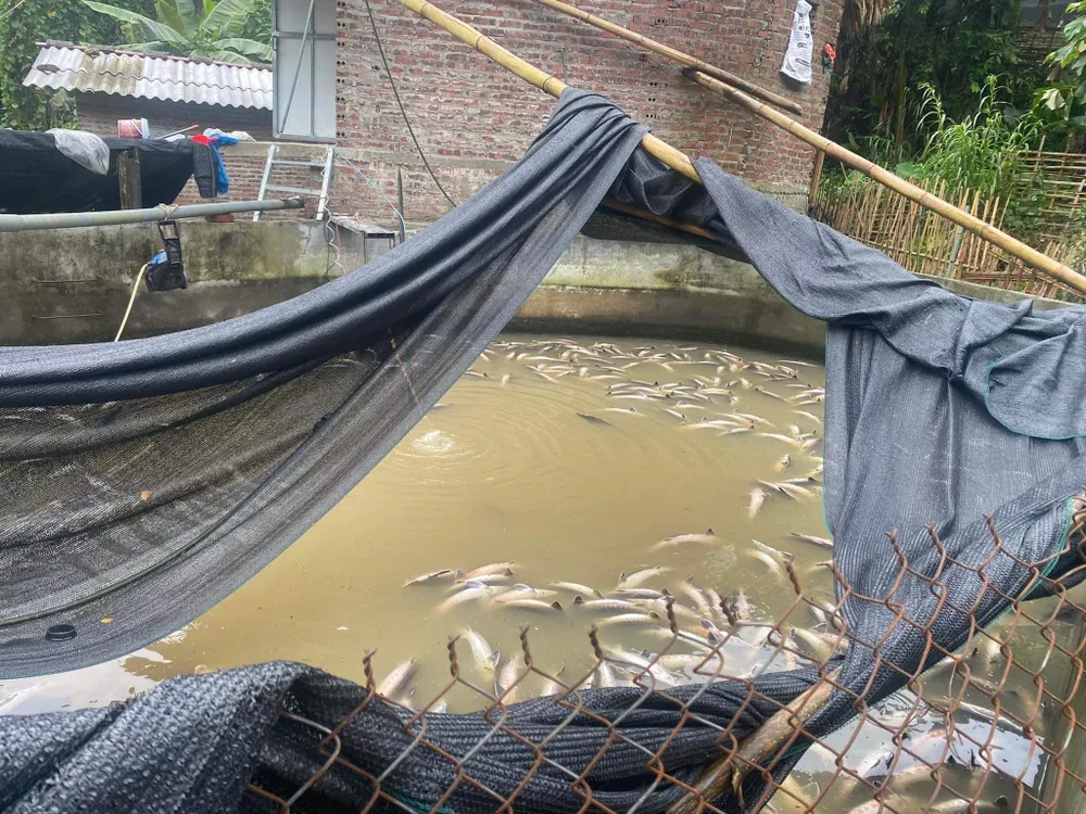 Cá tầm, cá hồi bị chết do vỡ bể, nước đục tràn vào tại Sa Pa, ngày 13-9. Ảnh: CTV Cá tầm, cá hồi bị chết do vỡ bể, nước đục tràn vào tại Sa Pa, ngày 13-9. Ảnh: CTV