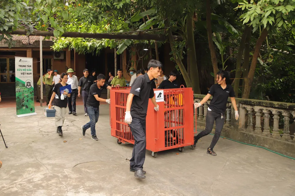 Các chuyên gia vận chuyển gấu ra xe cứu hộ