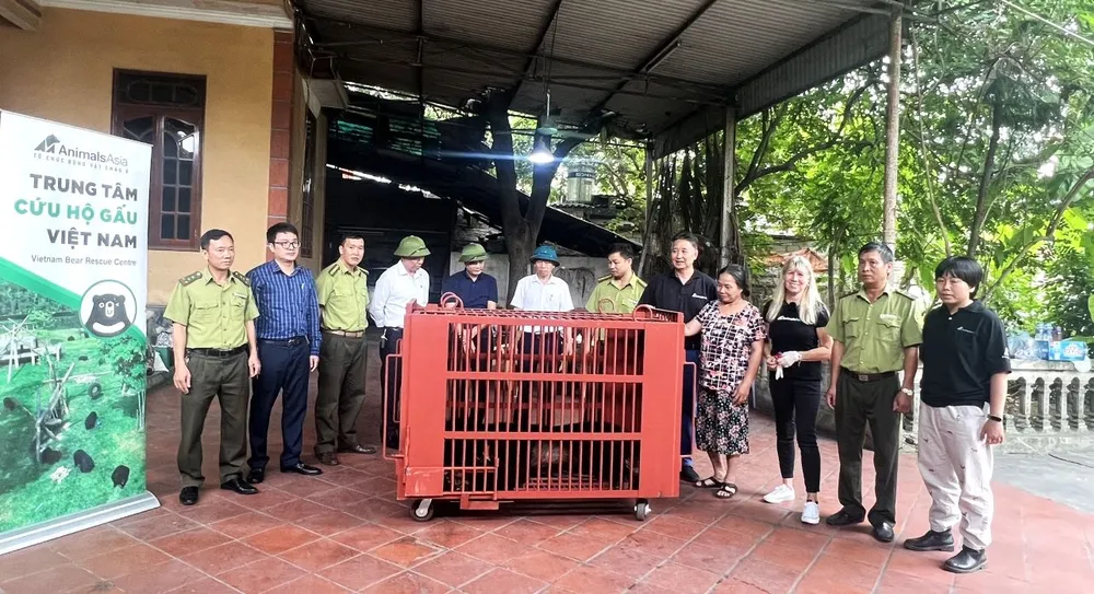 Các chuyên gia vận chuyển gấu ra xe cứu hộ