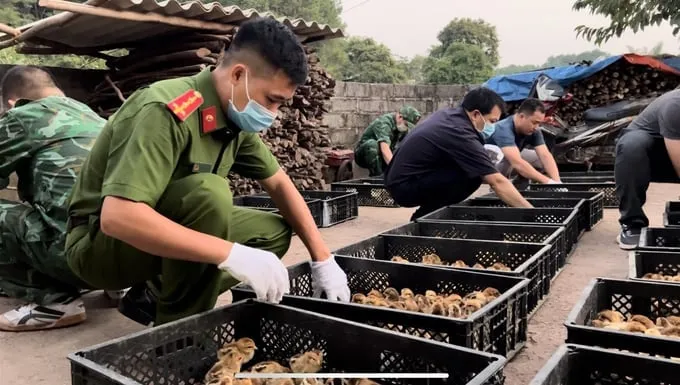 Lực lượng chức năng các tỉnh biên giới phía Bắc liên tục bắt giữ các vụ nhập lậu giống gia cầm vào nội địa. Ảnh: Báo NNVN Lực lượng chức năng các tỉnh biên giới phía Bắc liên tục bắt giữ các vụ nhập lậu giống gia cầm vào nội địa. Ảnh: Báo NNVN