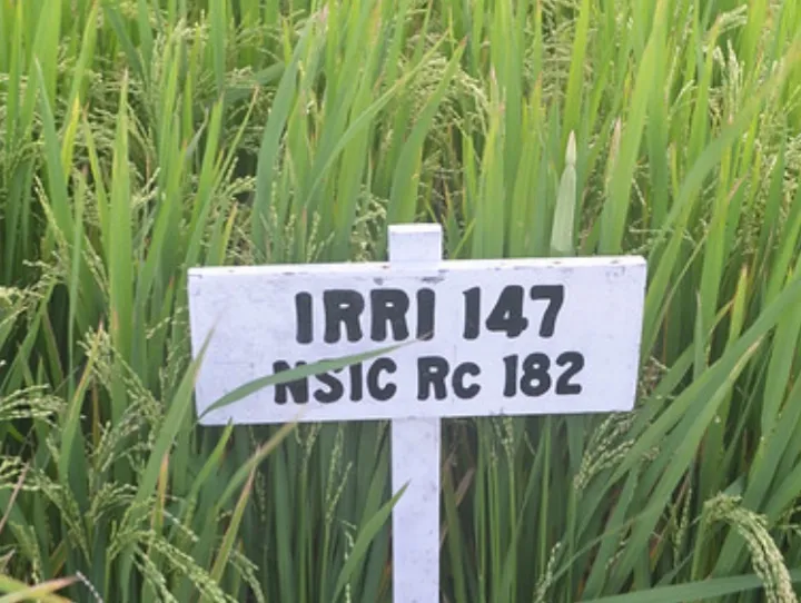 Giống lúa IRRI147. Ảnh minh họa