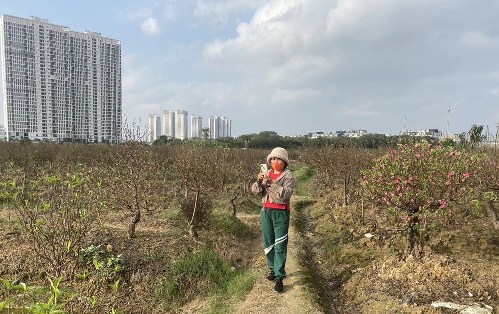 Lác đác thương lái đi "nắm tình hình", khảo sát giá cả. Ảnh: VĂN PHÚC img-5354-4561.jpeg