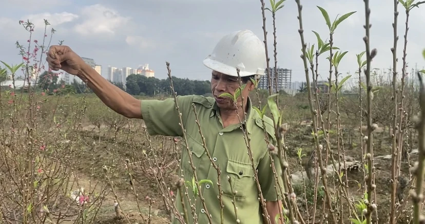 Tầm này, trên đồng vẫn chưa sôi động người mua bán, khảo giá như năm ngoái. Ảnh: VĂN PHÚC img-5390-2069.jpeg