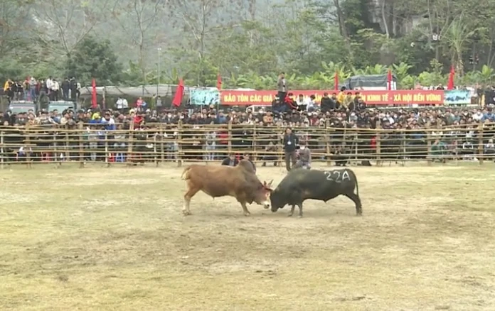 Khai mạc hội chọi bò Bảo Lâm sáng 5-3 img-6768-56.jpeg