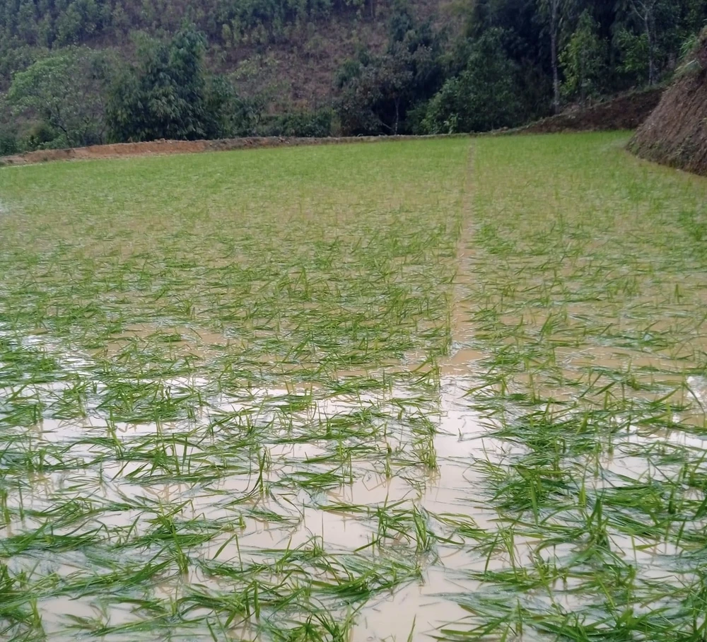 Cánh đồng lúa ở xã Suối Giàng (Văn Chấn - Yên Bái) ngập nát vì dông lốc, mưa đá ngày 29-3 IMG_7835.jpeg