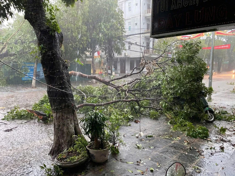 Cành cây đổ tại TP Hòa Bình chiều 4-5 do dông nhiệt và mây tích vũ. Ảnh: CTV IMG_8679.jpeg