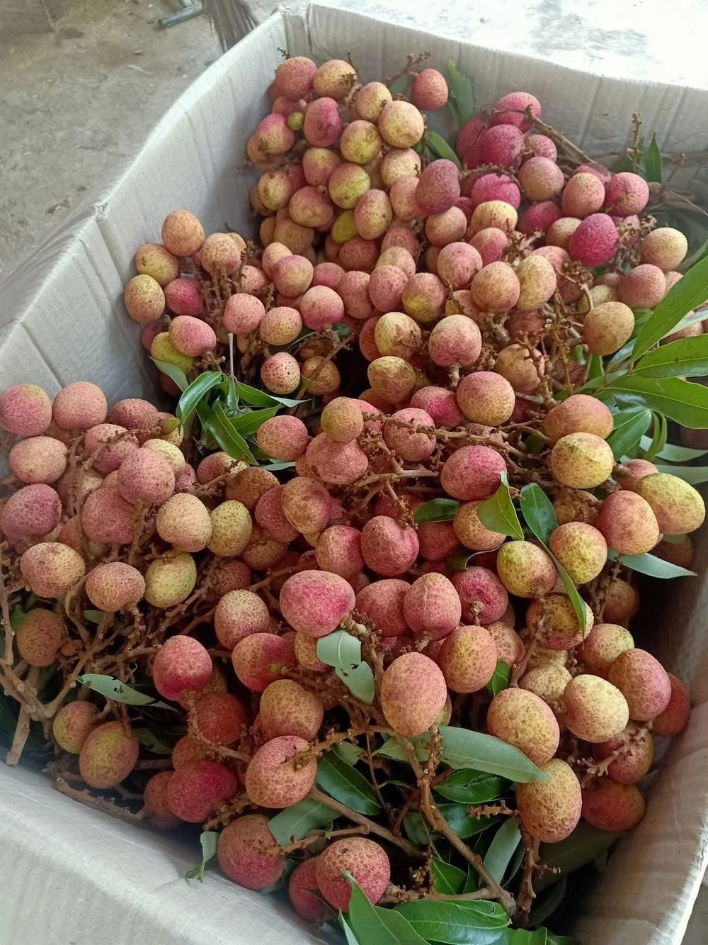 Vải chín sớm có vị chua, mẫu mã không giống vải thiều Bắc Giang IMG_8742.jpeg