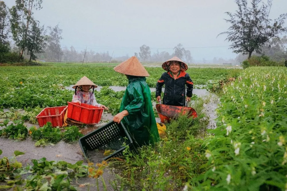 Người dân thu hoạch khoai lang trong mưa ngập ở huyện Duy Xuyên (tỉnh Quảng Nam). Ảnh: XUÂN ANH (NNMT) IMG_9685.jpeg