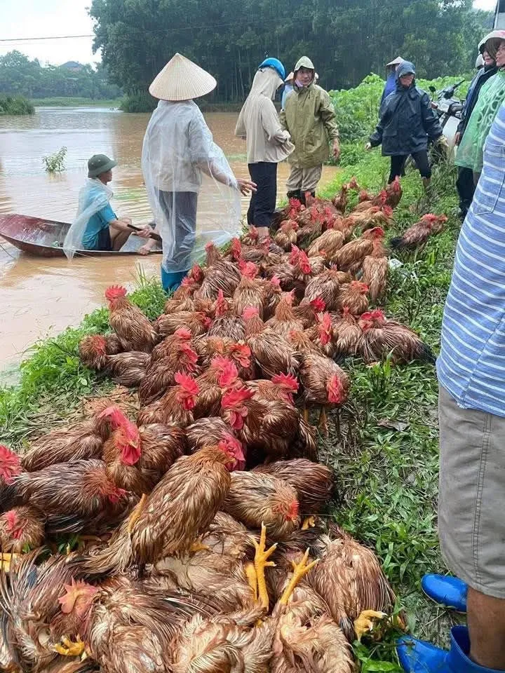 Mưa to, nước ngập, nông dân ở tỉnh Thái Nguyên vớt vát, sơ tán các đàn gà tại các trại nuôi bị ngập. Ảnh: Thái Nguyên News IMG_9856.jpeg