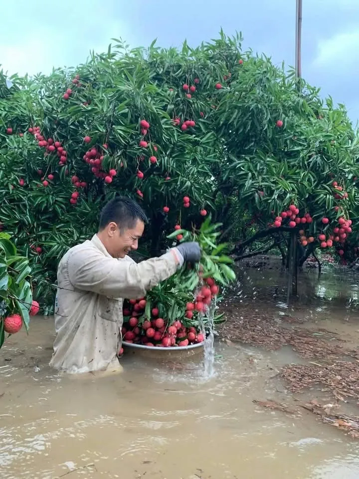 Không chỉ ở Lạng Sơn mà tại huyện Lục Ngạn (Bắc Giang) nước lũ cũng bao vây các vườn vải thiều. Ảnh: Báo Bắc Giang IMG_9878.jpeg