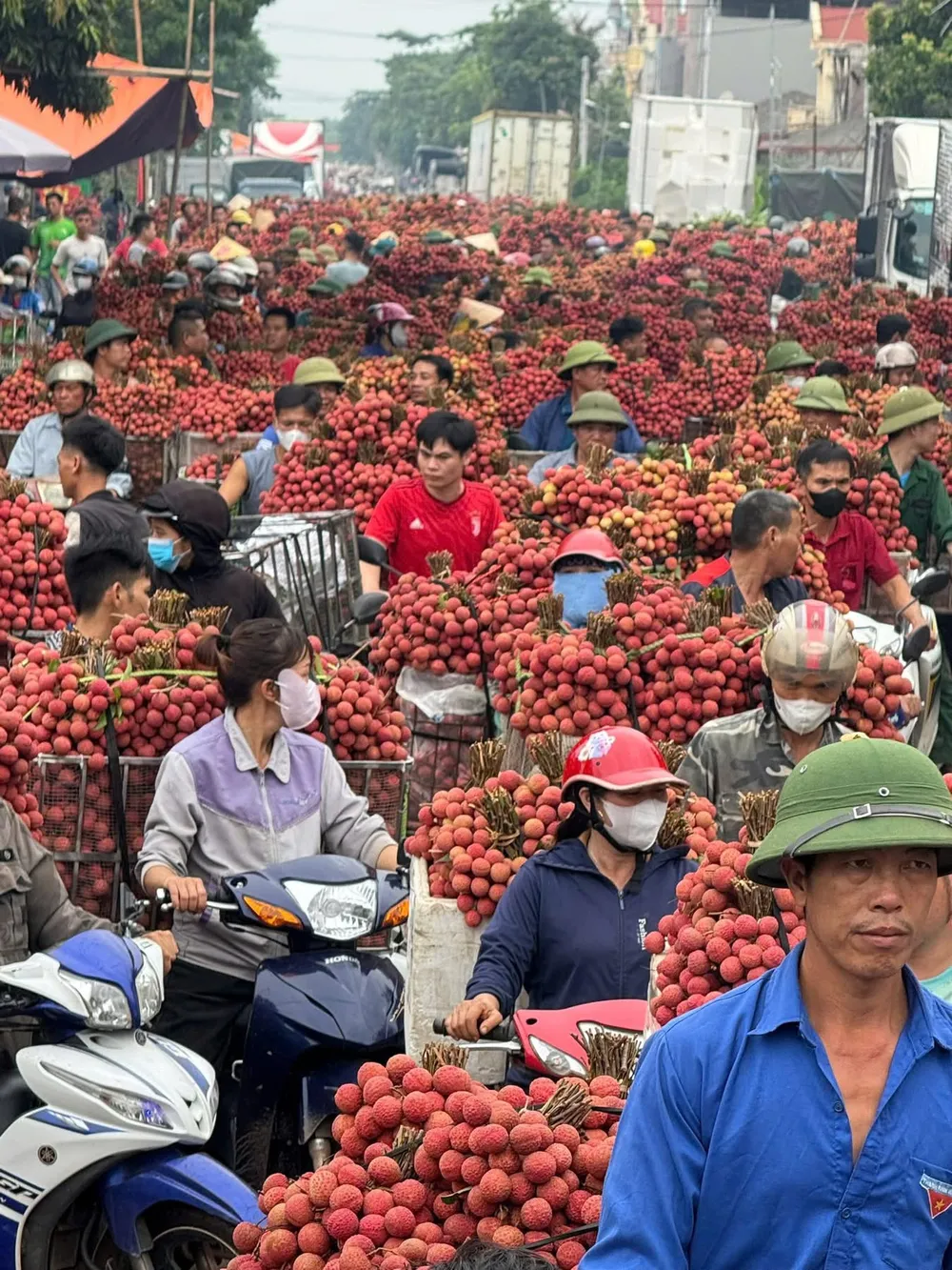 Nông dân huyện Lục Ngạn (tỉnh Bắc Giang) chở vải thiều ra chợ đầu mối năm 2025. Ảnh: PHÚC TRẦN IMG_9922.jpeg
