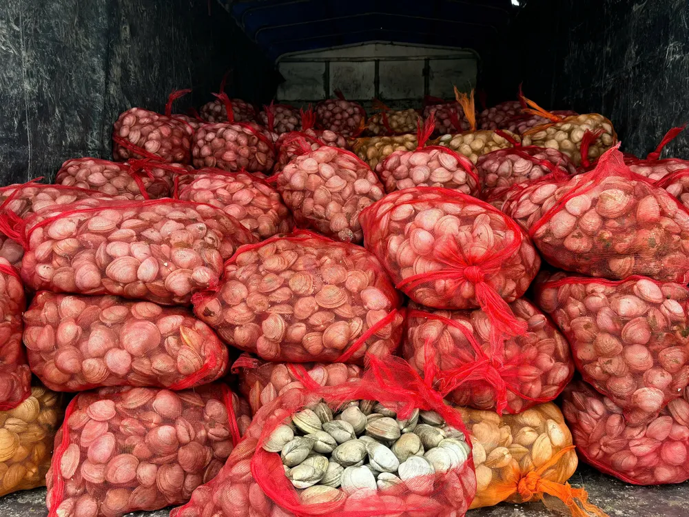 9.100kg ngao không rõ nguồn gốc, xuất xứ được đựng trong các túi lưới. Ảnh: DMS IMG_0085.jpeg
