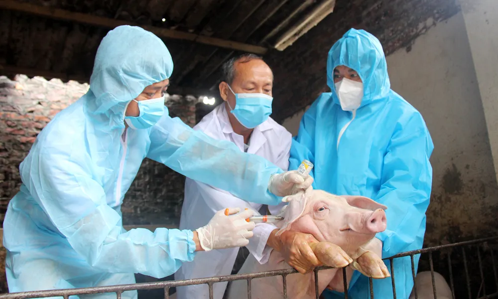 Theo báo cáo của Bộ Nông nghiệp và Môi trường, tỷ lệ tiêm vaccine trên heo đạt rất thấp IMG_1119.jpeg