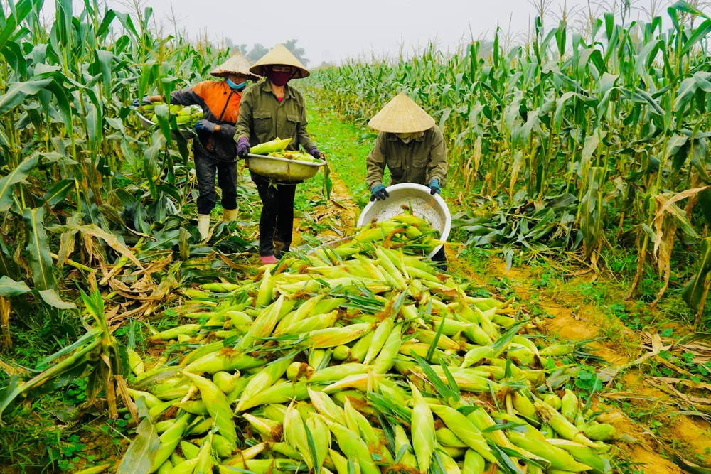 Nông dân trồng bắp làm thức ăn chăn nuôi. Ảnh minh họa IMG_1266.jpeg