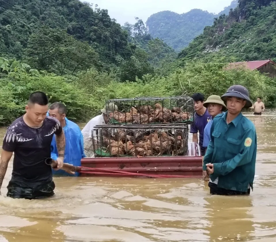 Sơ tán gia cầm khỏi vùng ngập ở xã Vạn Linh (tỉnh Lạng Sơn). Ảnh: DUY CHIẾN IMG_1577.jpeg