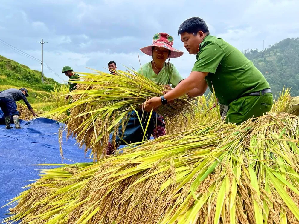 Công an xã Thàng Tín (tỉnh Tuyên Quang) hỗ trợ người dân khẩn trương thu hoạch thóc lúa trước khi mưa bão đổ bộ IMG_2674.jpeg