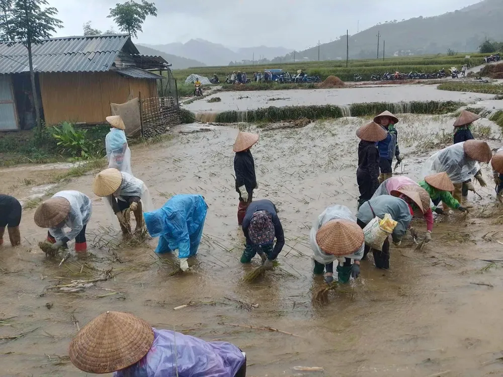 Người dân ở xã Tú Lệ (tỉnh Lào Cai) mót nhặt lại từng bông lúa sau khi cơn lũ tràn qua. Ảnh: CTV IMG_2992.jpeg