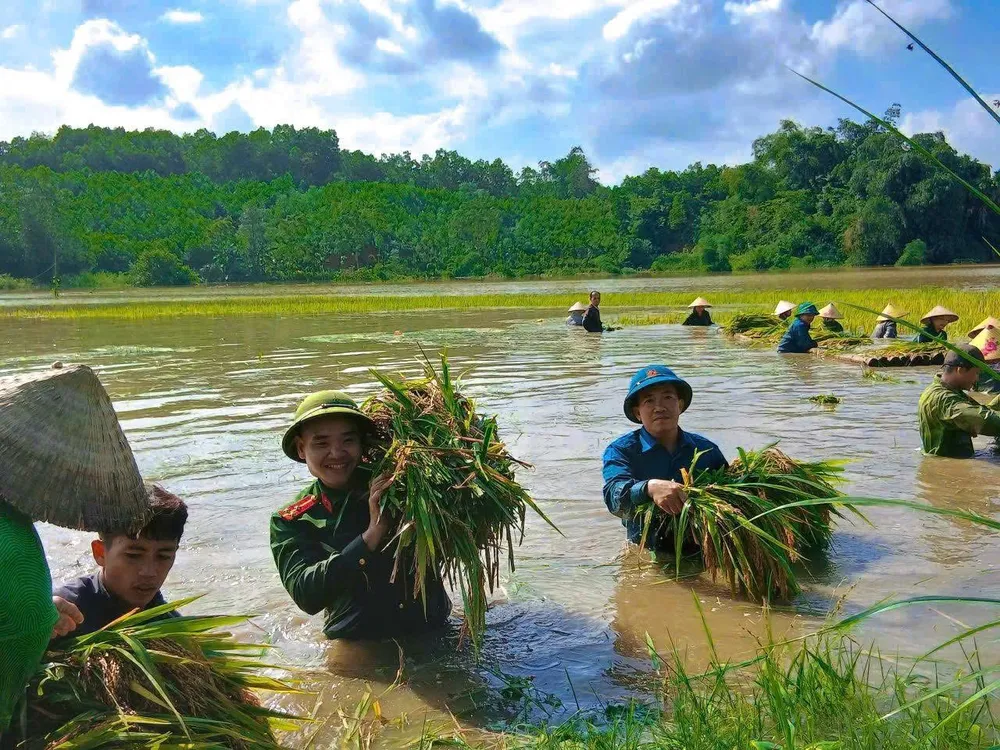 Công an tỉnh Tuyên Quang hỗ trợ nhân dân gặt lúa chạy bão số 11. Ảnh: CACC IMG_3099.jpeg