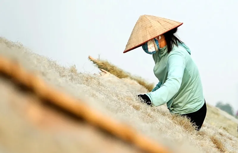 Nghề làm miến dong ở làng So (xã Hưng Đạo, TP Hà Nội) IMG_3230.jpeg