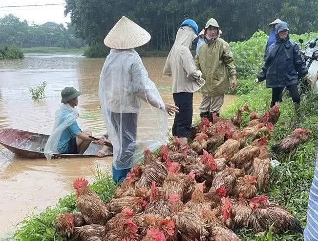 Người nuôi gia cầm ở tỉnh Thái Nguyên từng thiệt hại nặng trong đợt mưa lũ tháng 6-2025. Ảnh tư liệu IMG_3601.jpeg