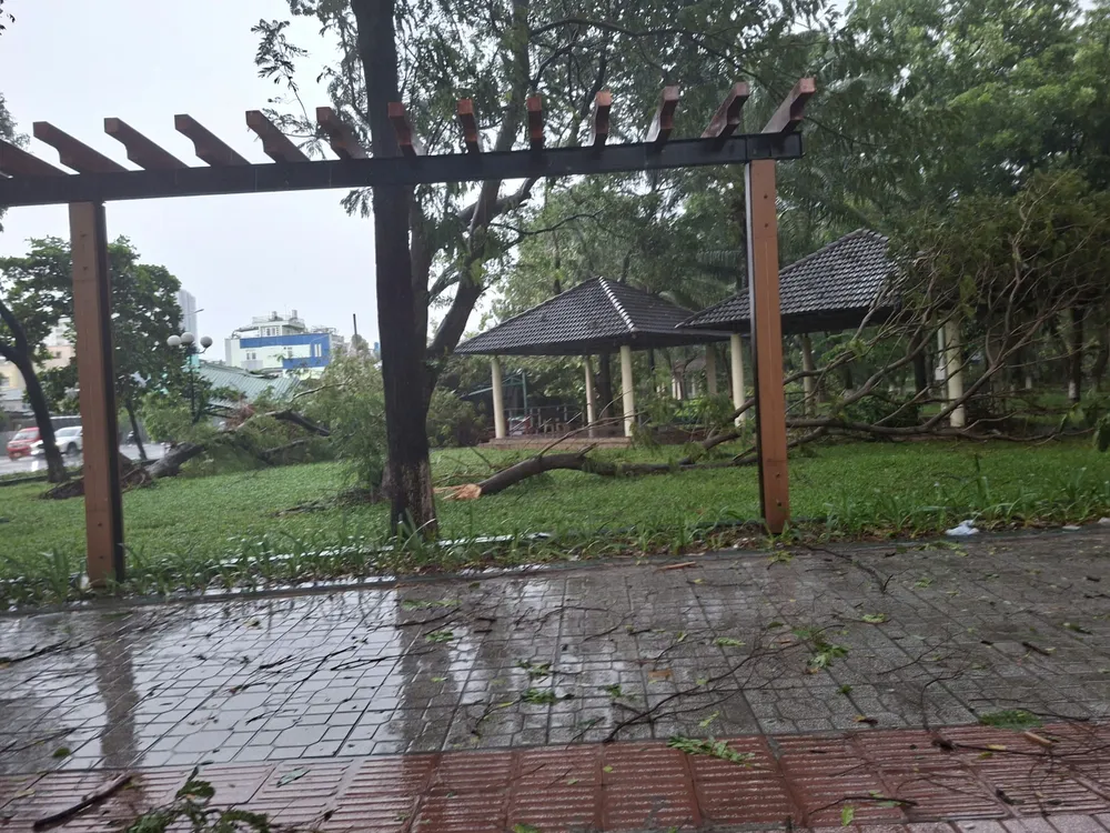 Cây ngã la liệt trong khuôn viên công viên Bình Phú z7001079919077_d6121d3692168a17695ac948112cf505.jpg