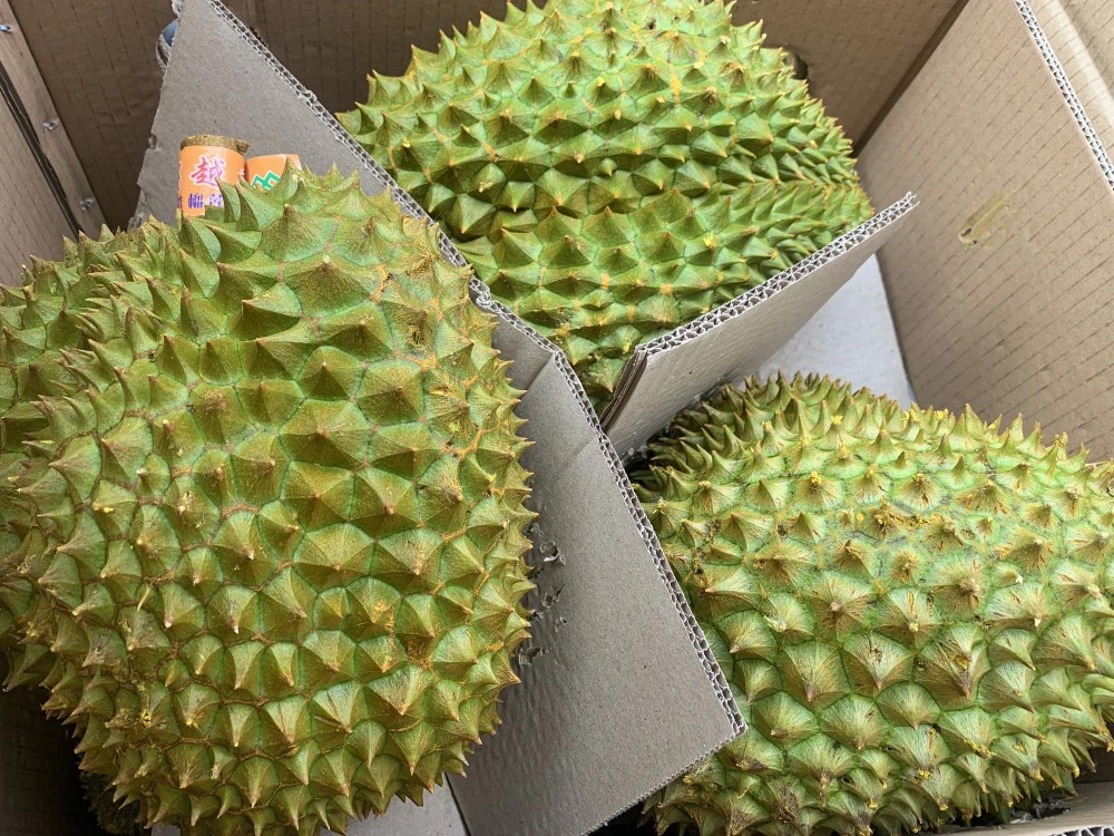 农业与环境部颁行出口榴梿监管流程。图：潘厚 