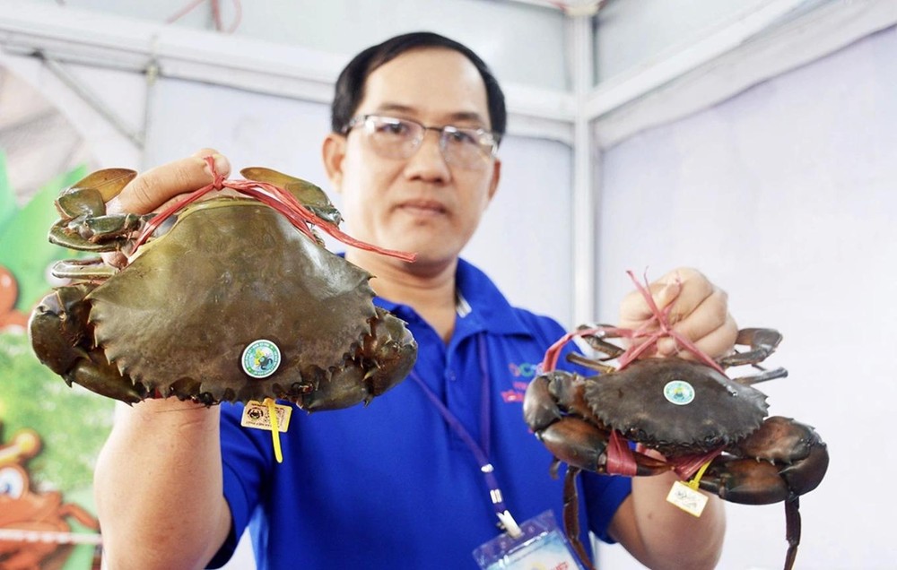 金瓯省农民养殖海蟹。图：安明 