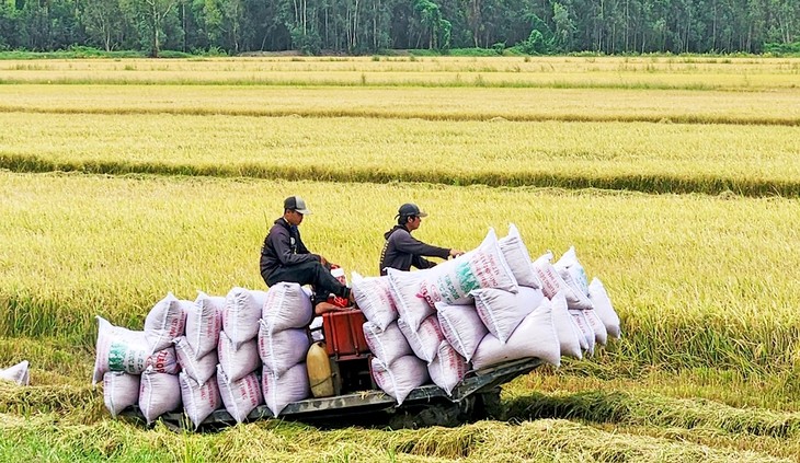 工商部要求各大米出口企业主动寻求新市场，同时积极收购水稻以临时储备。 