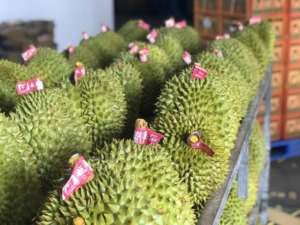 榴梿出口加速，助力蔬果出口趋势强劲复苏。 
