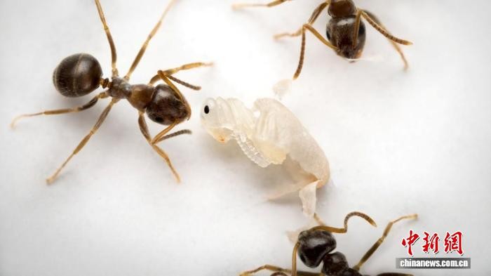 蚂蚁检查幼虫(图片来自Christopher D. Pull/奥地利科技学院)。施普林格·自然 供图 