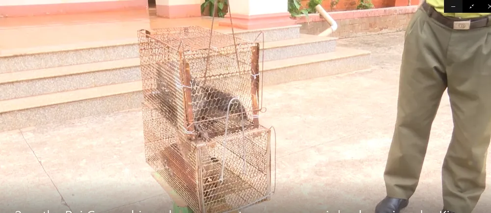 Hai con rái cá quý hiếm được người dân bàn giao cho kiểm lâm