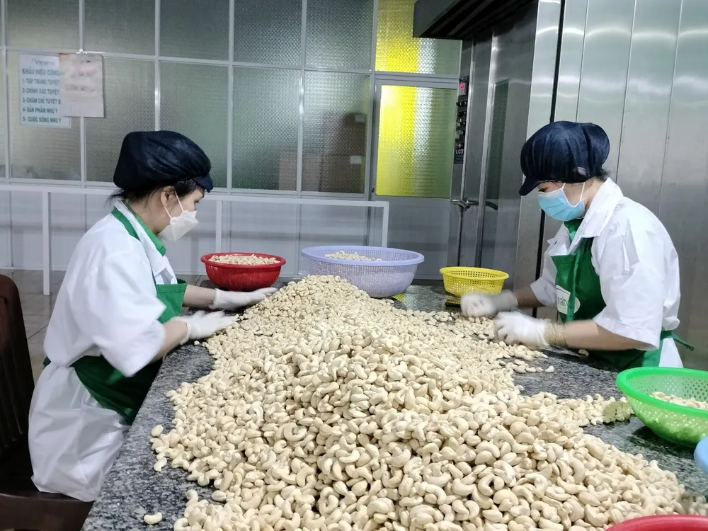 Sản xuất, chế biến hạt điều tại Công ty TNHH Vinahe, thị xã Phước Long