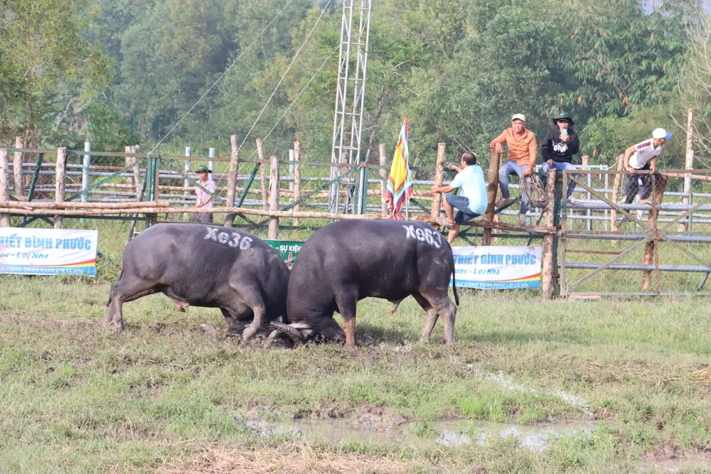 Trâu chọi tại Hội chọi trâu Đình thần Tân Khai – Hớn Quản Trâu chọi tại Hội chọi trâu Đình thần Tân Khai – Hớn Quản