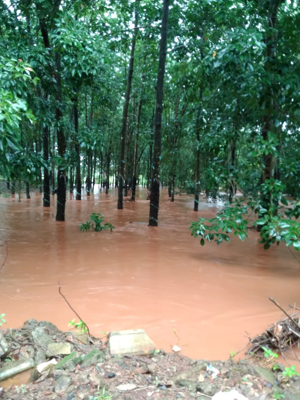 Lũ gây ngập vườn cao su của người dân TP Đồng Xoài trưa ngày 30-9-2023 Lũ gây ngập vườn cao su của người dân TP Đồng Xoài trưa ngày 30-9-2023