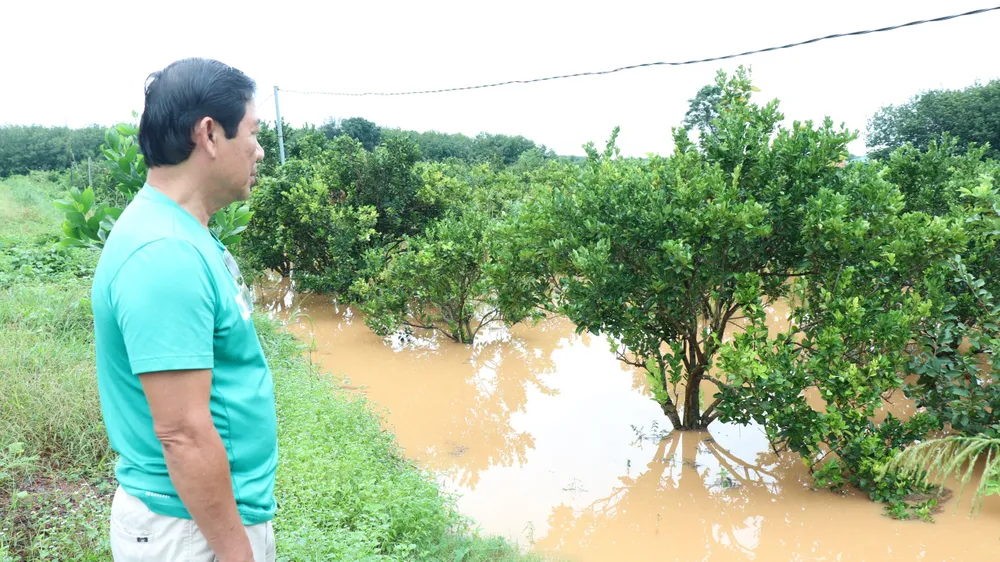 Hơn 4,5ha cây ăn trái của gia đình ông Trần Văn Nghiệp ở ấp Cầu Rạt, xã Tân Phước, huyện Đồng Phú bị ngập sâu trong nước chiều ngày 3-10