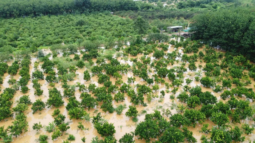 Một vườn quýt của người dân ở huyện Đồng Phú đang cho thu hoạch bị ngập chiều ngày 3-10