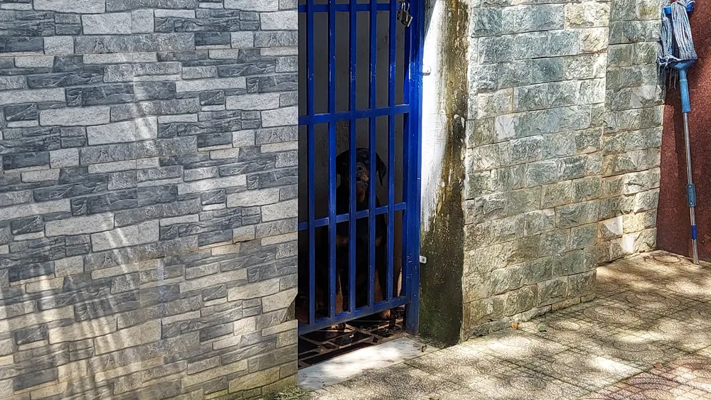 Một trong 2 con chó becgie tấn công bé D. hiện đang được nhốt trong lồng Một trong 2 con chó becgie tấn công bé D. hiện đang được nhốt trong lồng