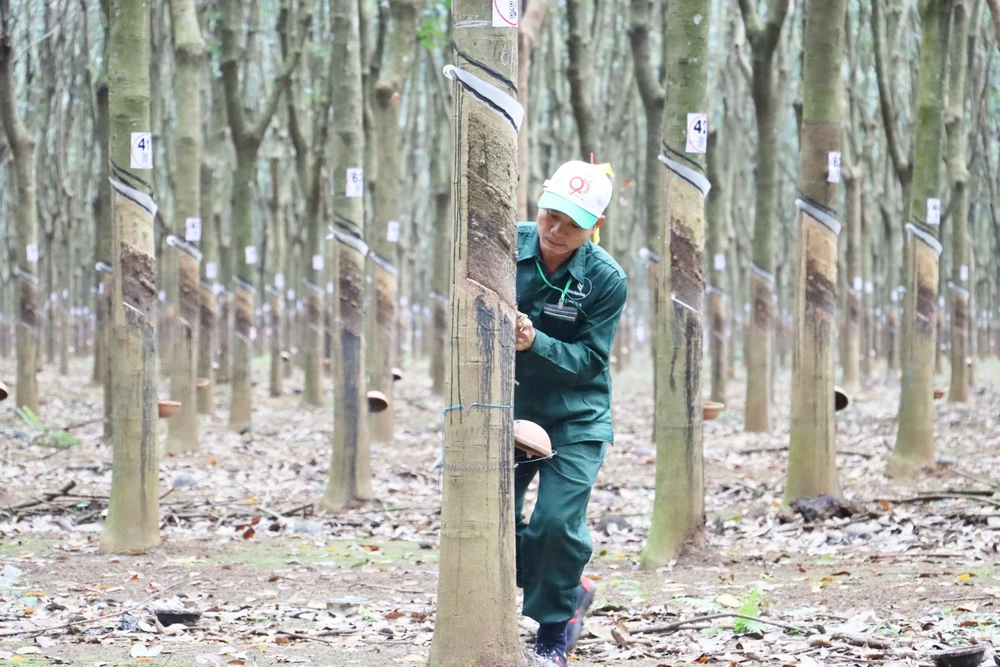 240 công nhân 3 nước Đông Dương dự “Hội thi Bàn tay vàng thu hoạch mủ cao su”