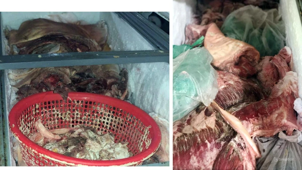 Số thịt heo bị ôi thiu và dương tính với vi rút dịch tả lợn châu Phi trước khi được lực lượng chức năng mang đi tiêu hủy 2.jpg
