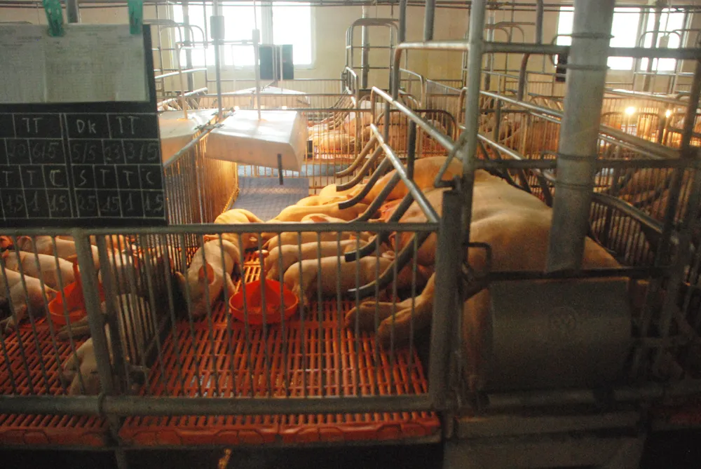 Các doanh nghiệp, cơ sở chăn nuôi ở tỉnh Đồng Nai đang triển khai quyết liệt, đồng bộ các giải pháp phòng, chống bệnh Dịch tả heo Châu Phi 2.JPG