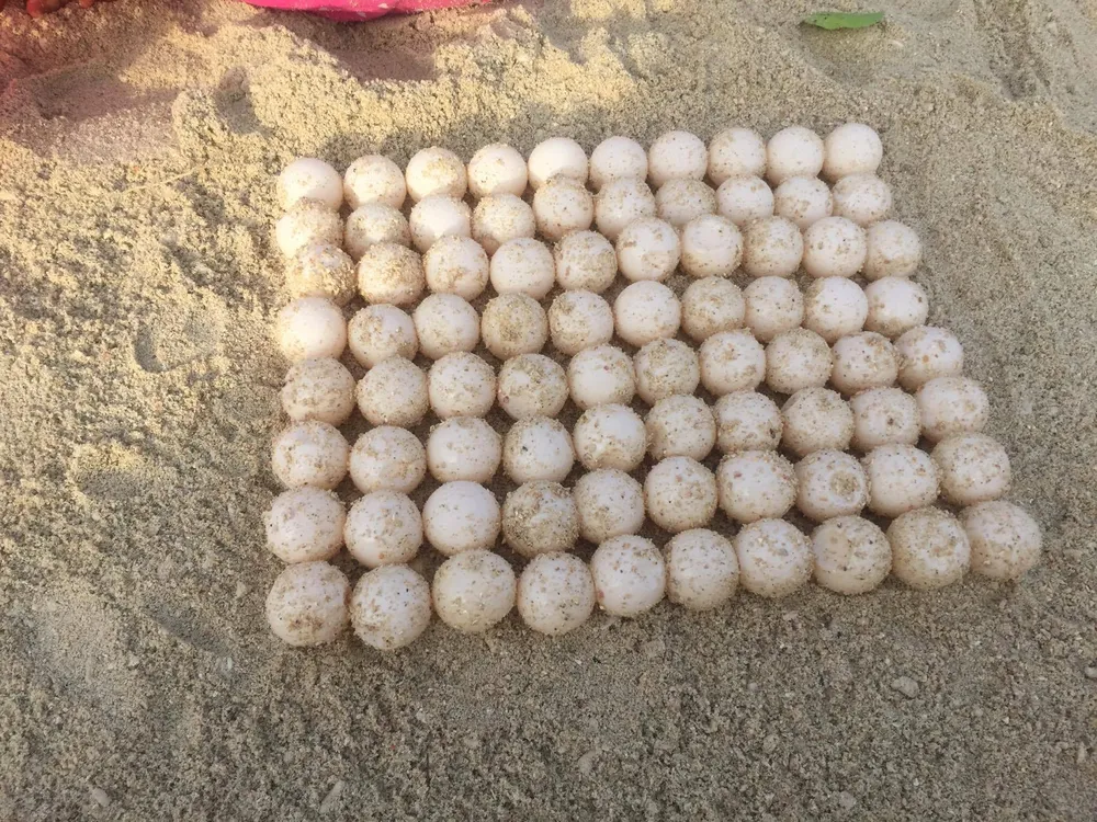 Rùa biển lại về Hòn Cau đẻ 82 trứng ảnh 3 Rùa biển lại về Hòn Cau đẻ 82 trứng ảnh 3