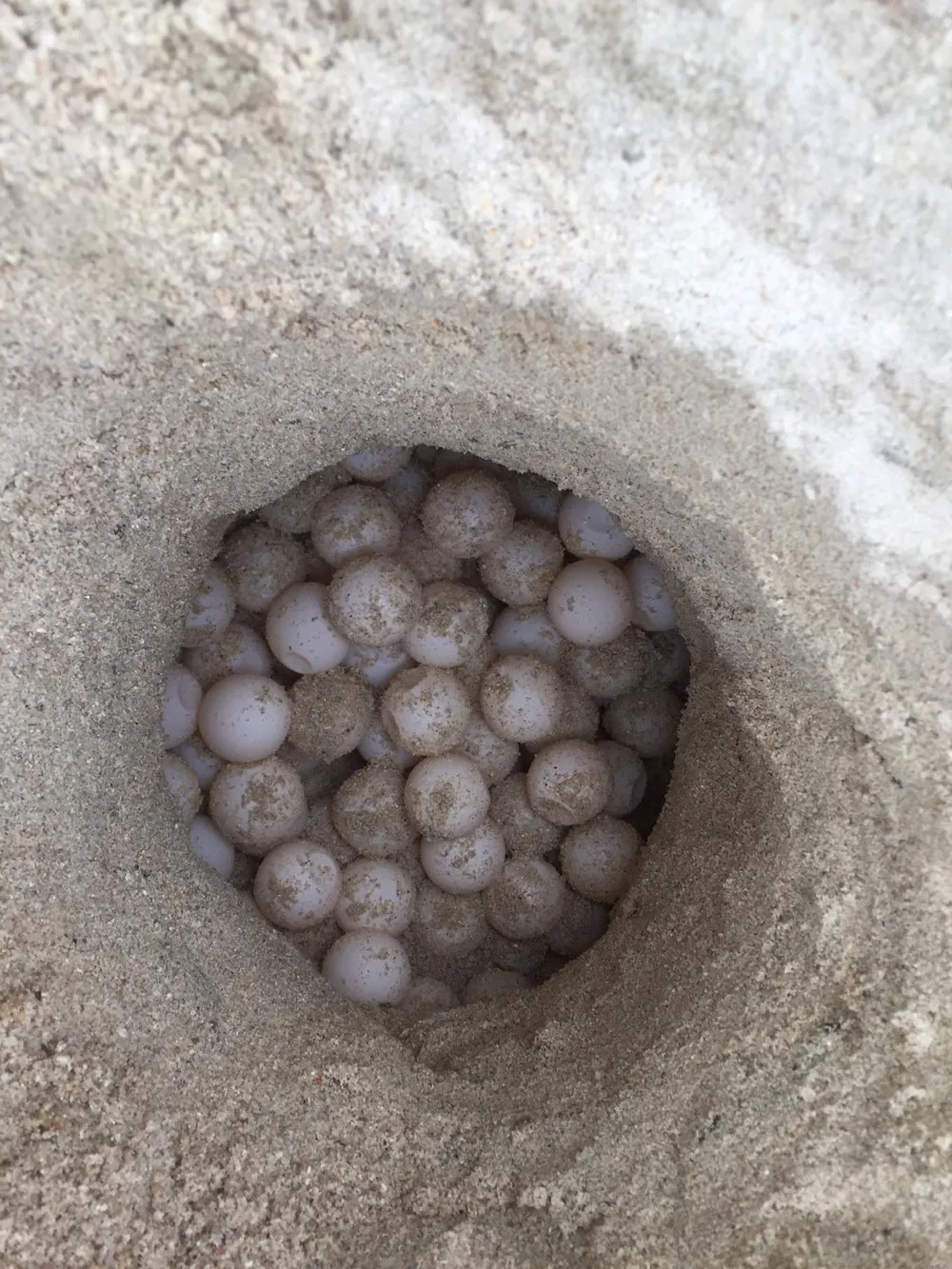 Rùa biển lại về Hòn Cau đẻ 82 trứng ảnh 1 Rùa biển lại về Hòn Cau đẻ 82 trứng ảnh 1