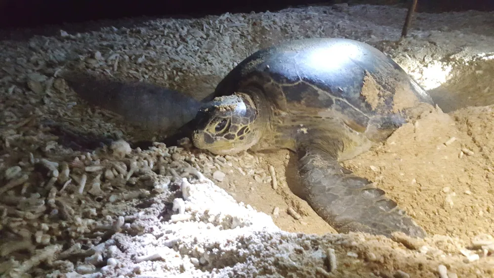 Khám phá vẻ đẹp hoang sơ ở đảo Hòn Cau ảnh 3