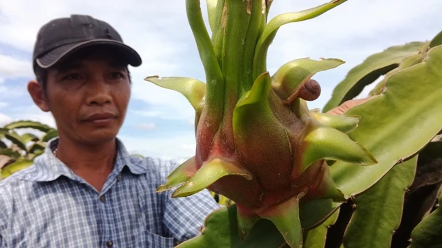 Ốc sên đang tấn công trái thanh long.