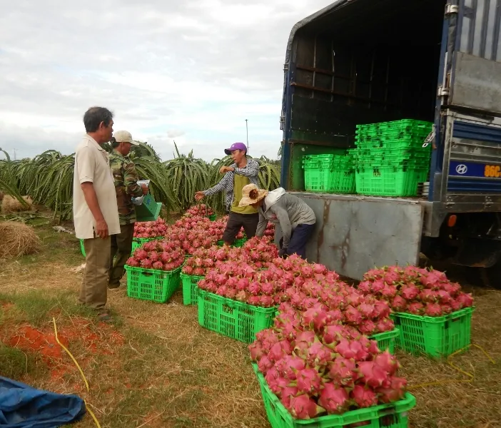 Giá thanh long Bình Thuận trái vụ giảm mạnh, nông dân lỗ nặng ảnh 3