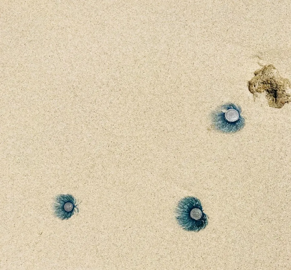 “Sứa mặt trời” tuyệt đẹp xuất hiện trên vùng biển Bình Thuận ảnh 2