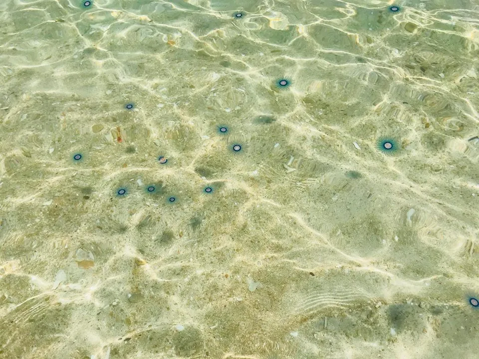 “Sứa mặt trời” tuyệt đẹp xuất hiện trên vùng biển Bình Thuận ảnh 1