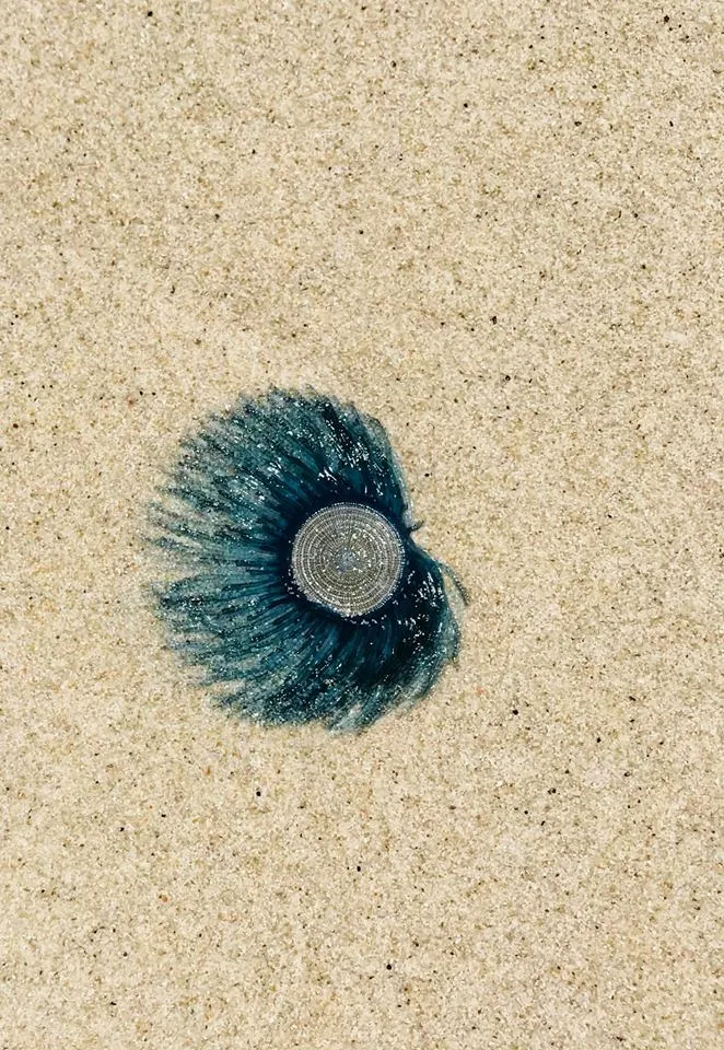 “Sứa mặt trời” tuyệt đẹp xuất hiện trên vùng biển Bình Thuận ảnh 3